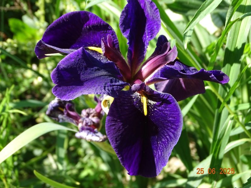  - Irisi 2025 -Dobarland