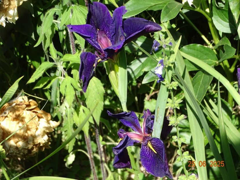  - Irisi 2025 -Dobarland