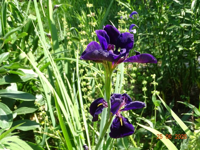  - Irisi 2025 -Dobarland