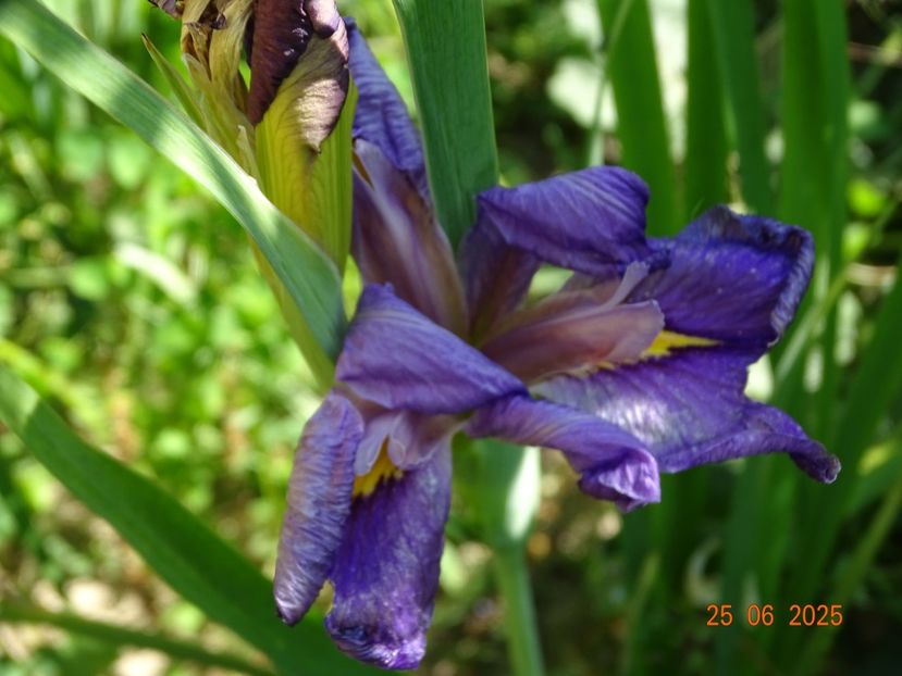  - Irisi 2025 -Dobarland