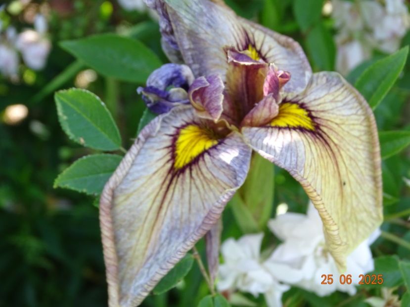  - Irisi 2025 -Dobarland