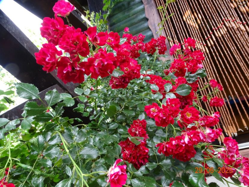  - Trandafiri 2025 3