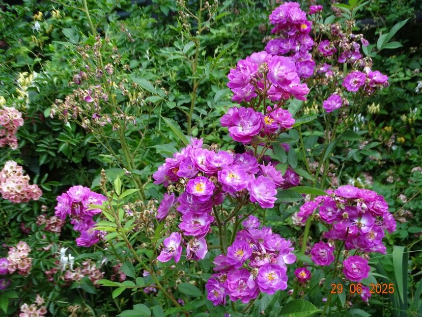  - Trandafiri 2025 3