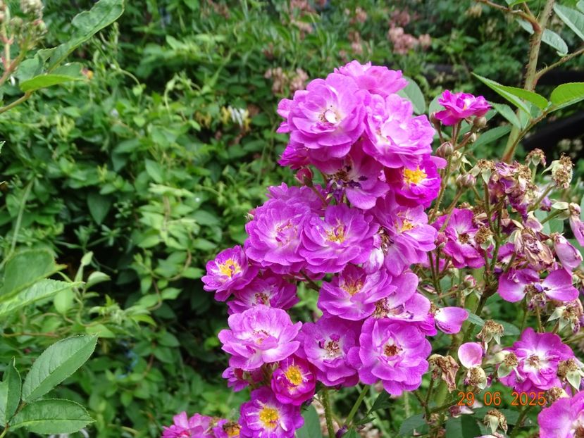  - Trandafiri 2025 3