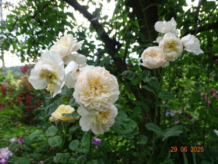  - Trandafiri 2025 3
