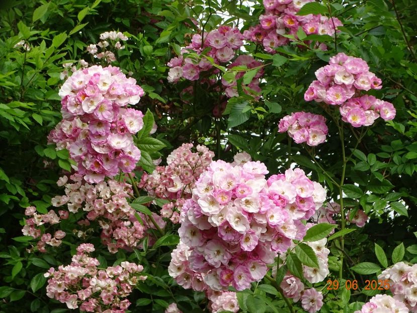  - Trandafiri 2025 3