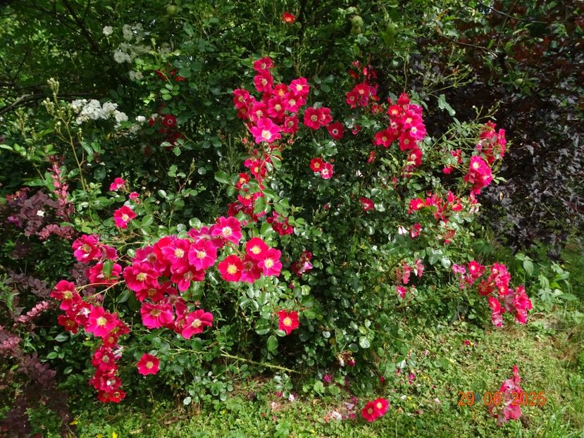  - Trandafiri 2025 3