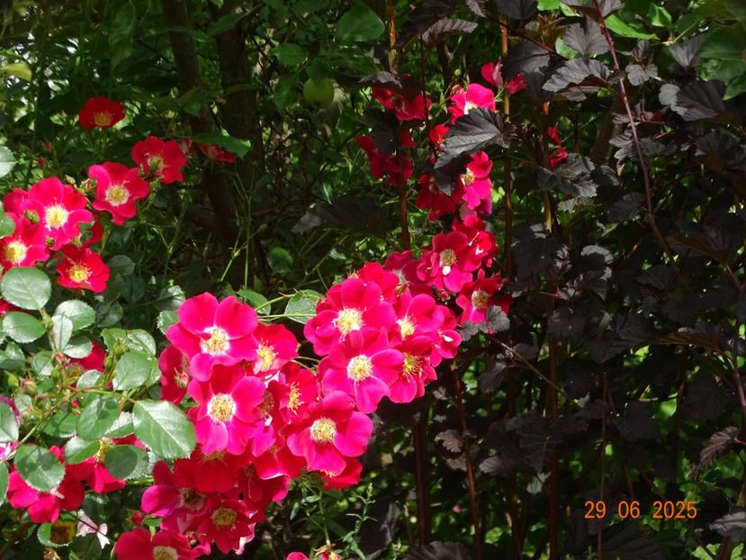  - Trandafiri 2025 3