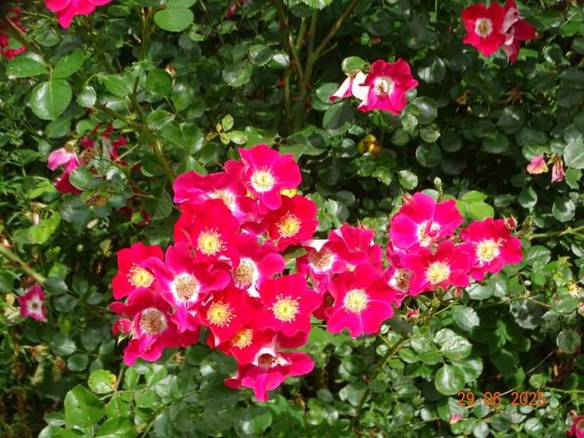 - Trandafiri 2025 3