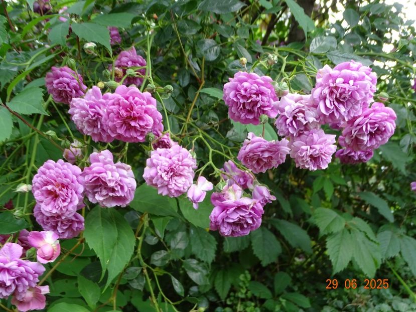  - Trandafiri 2025 3