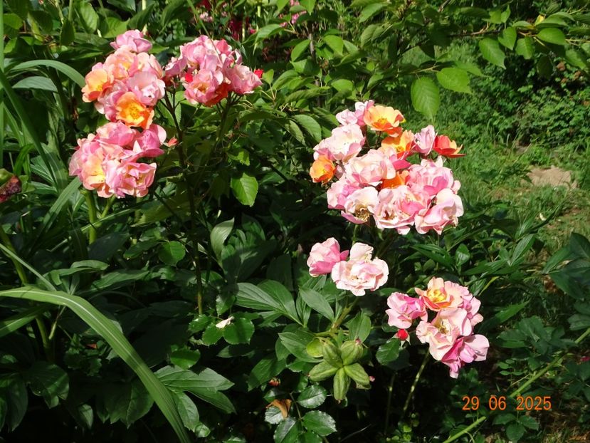  - Trandafiri 2025 3