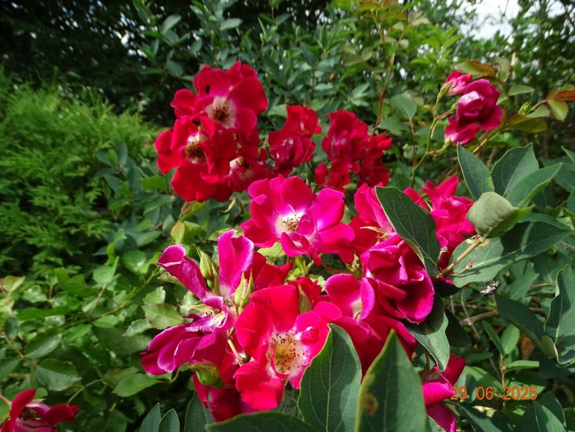  - Trandafiri 2025 3