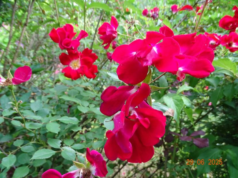  - Trandafiri 2025 3
