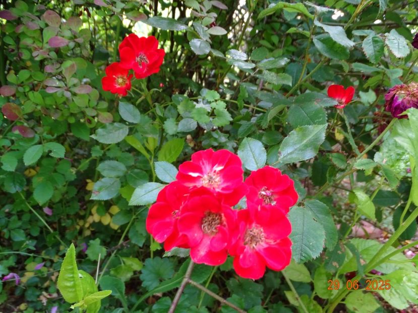  - Trandafiri 2025 3