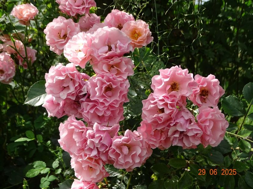  - Trandafiri 2025 3