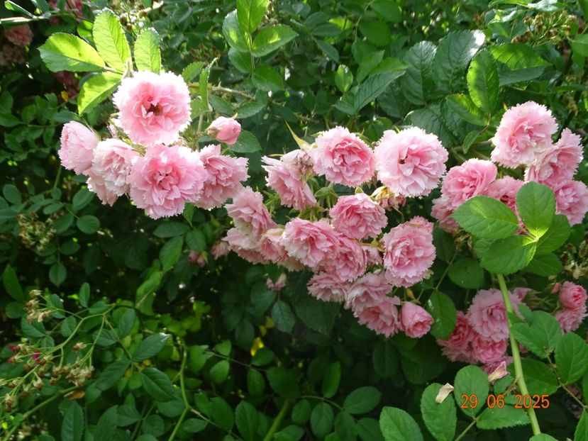  - Trandafiri 2025 3