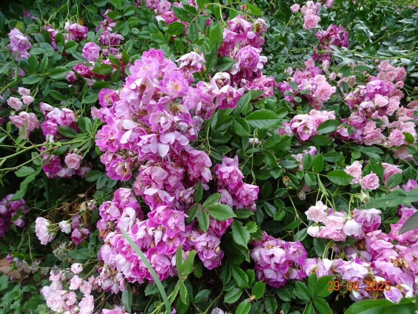  - Trandafiri 2025 3