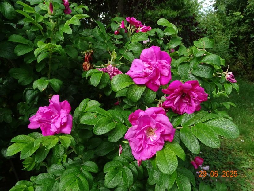  - Trandafiri 2025 3