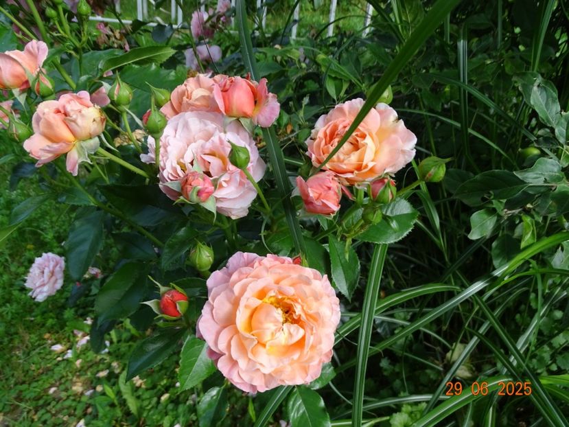  - Trandafiri 2025 3