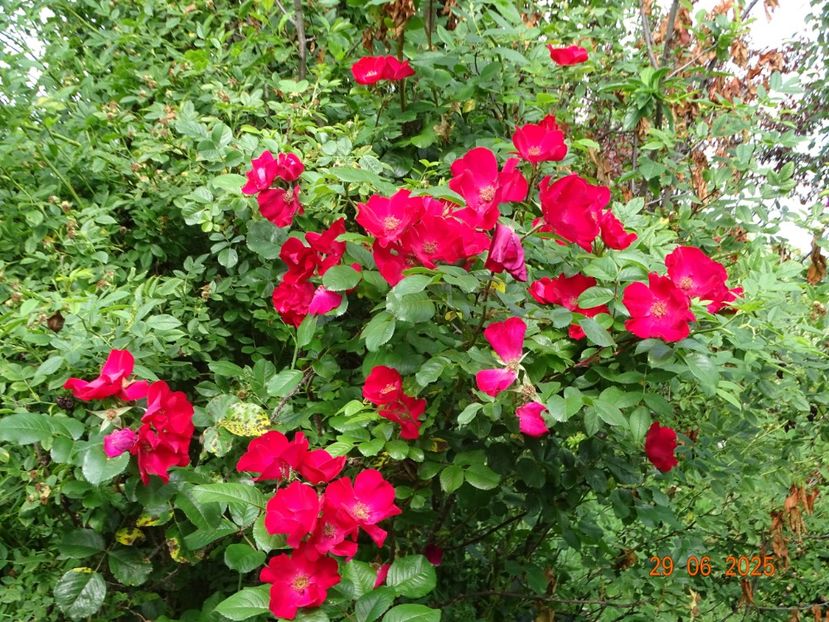  - Trandafiri 2025 3