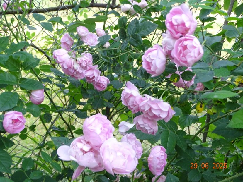  - Trandafiri 2025 3