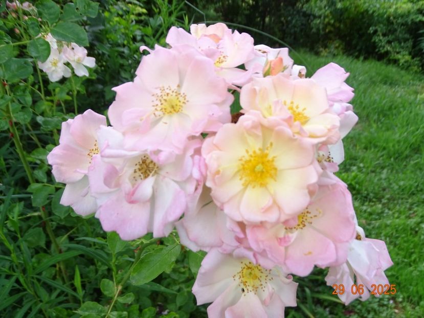  - Trandafiri 2025 3