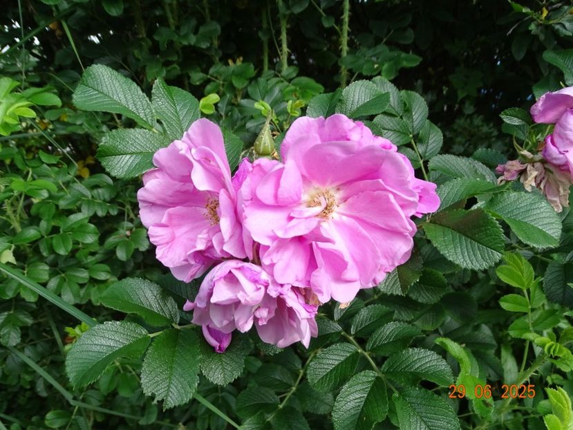  - Trandafiri 2025 3