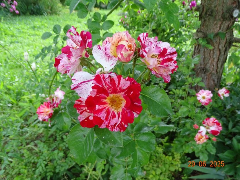  - Trandafiri 2025 3