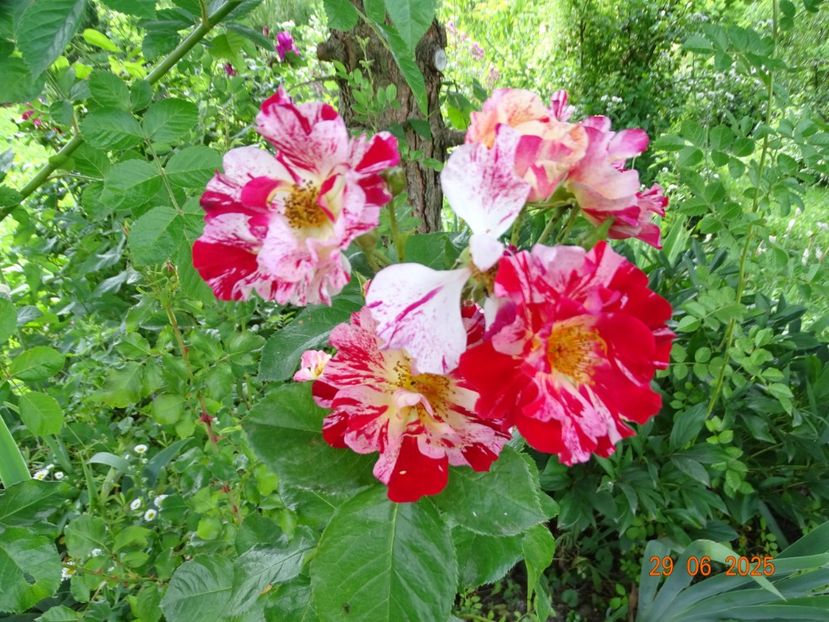 - Trandafiri 2025 3