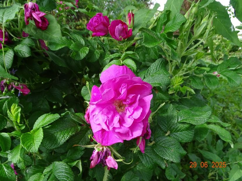  - Trandafiri 2025 3