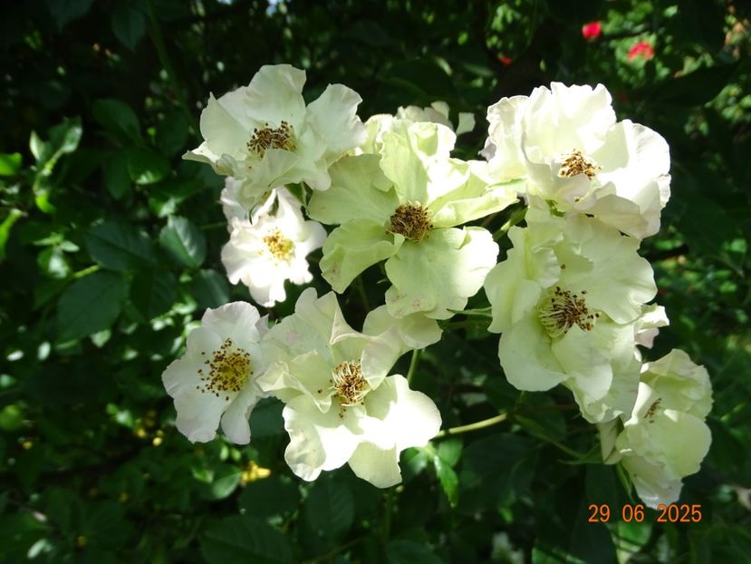  - Trandafiri 2025 3