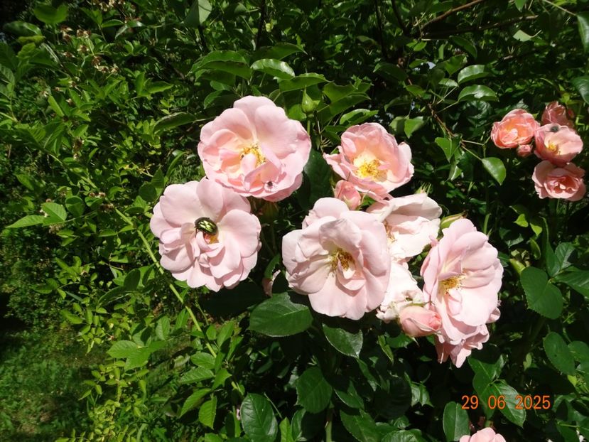  - Trandafiri 2025 3