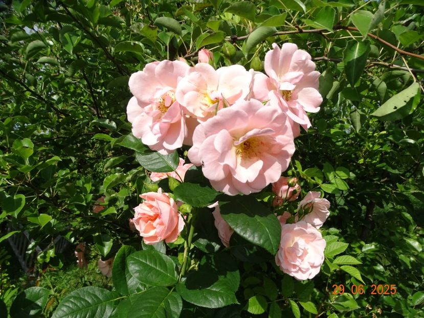  - Trandafiri 2025 3