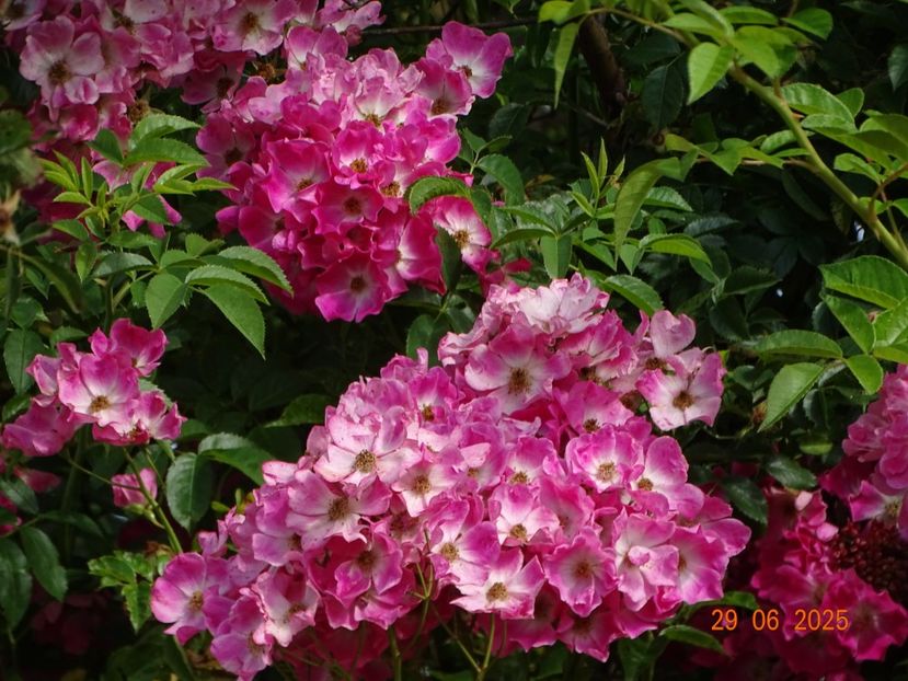  - Trandafiri 2025 3