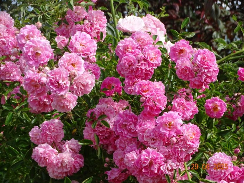  - Trandafiri 2025 3