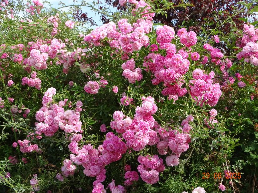  - Trandafiri 2025 3