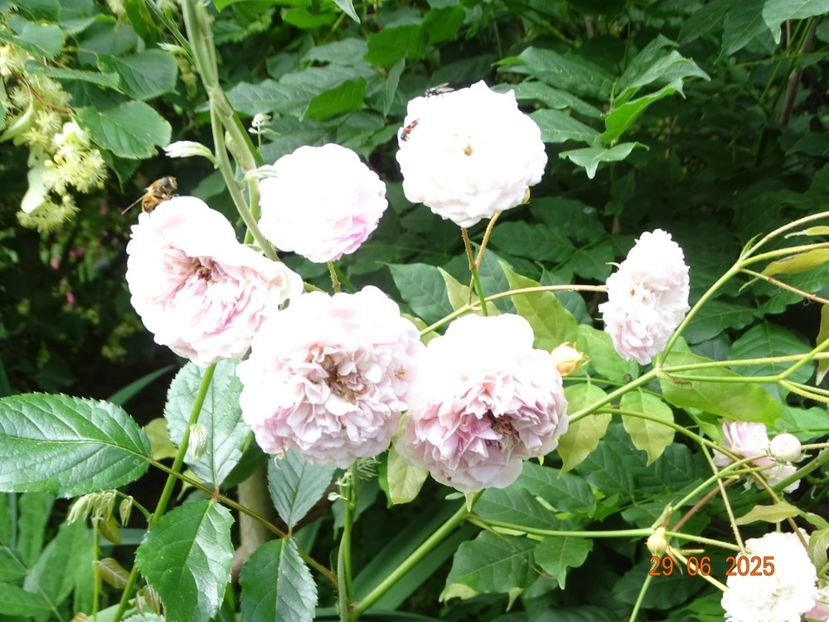  - Trandafiri 2025 3