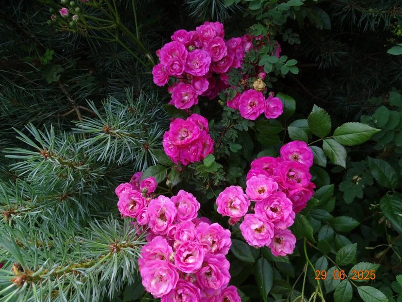  - Trandafiri 2025 3