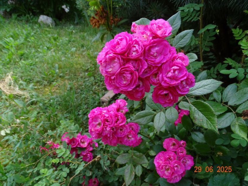  - Trandafiri 2025 3