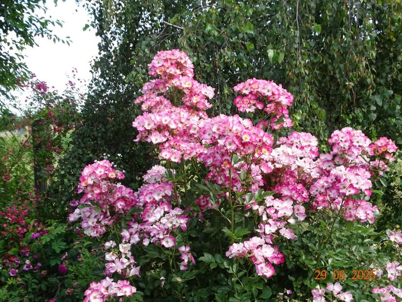  - Trandafiri 2025 3