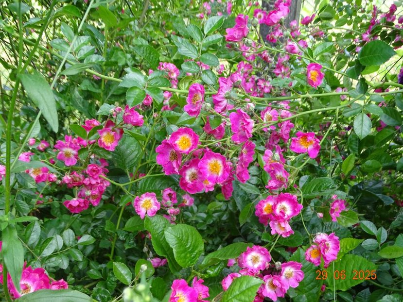  - Trandafiri 2025 3