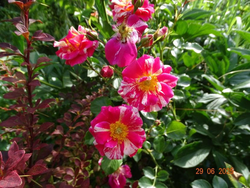  - Trandafiri 2025 3