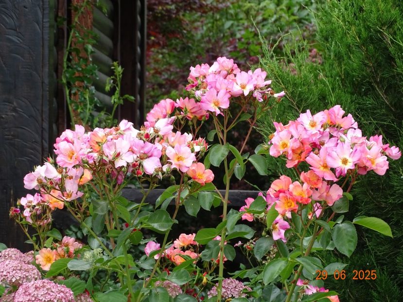  - Trandafiri 2025 3