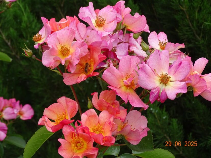  - Trandafiri 2025 3