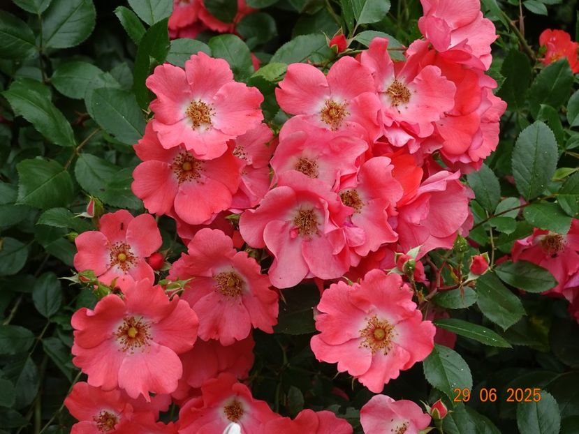  - Trandafiri 2025 3