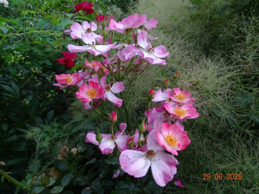  - Trandafiri 2025 3