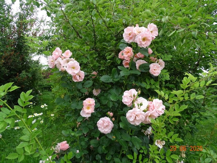  - Trandafiri 2025 3