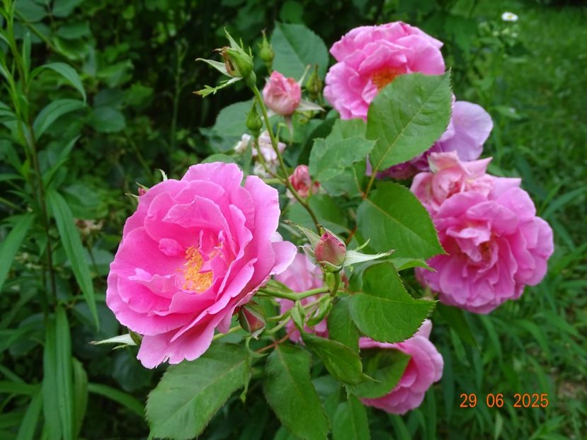  - Trandafiri 2025 3