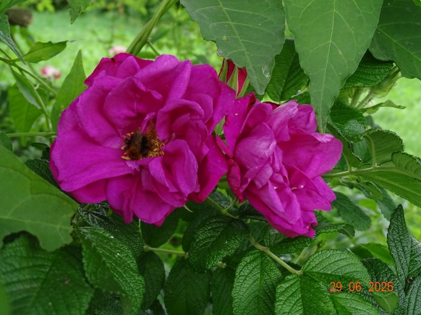  - Trandafiri 2025 3