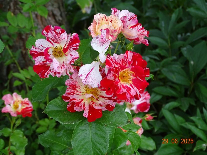  - Trandafiri 2025 3